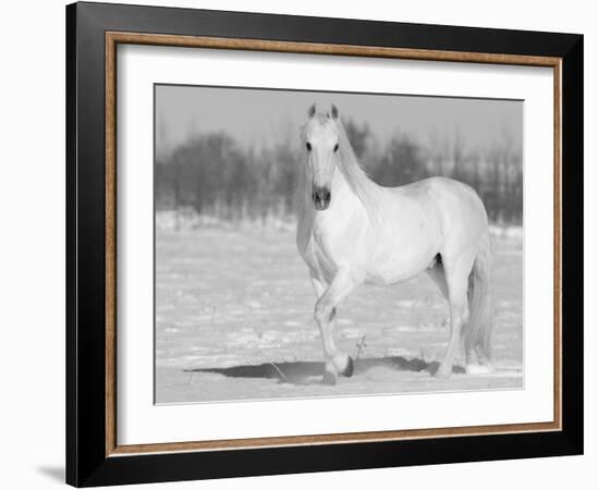 Grey Andalusian Stallion Portrait in Snow, Longmont, Colorado, USA-Carol Walker-Framed Photographic Print