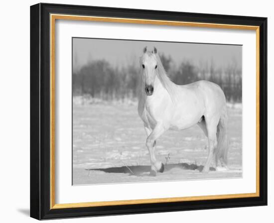 Grey Andalusian Stallion Portrait in Snow, Longmont, Colorado, USA-Carol Walker-Framed Photographic Print