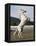 Grey Andalusian Stallion Rearing, Ojai, California, USA-Carol Walker-Framed Premier Image Canvas