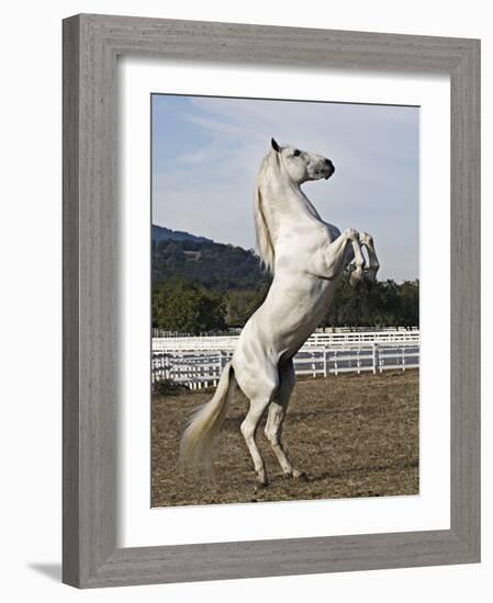 Grey Andalusian Stallion Rearing, Ojai, California, USA-Carol Walker-Framed Photographic Print