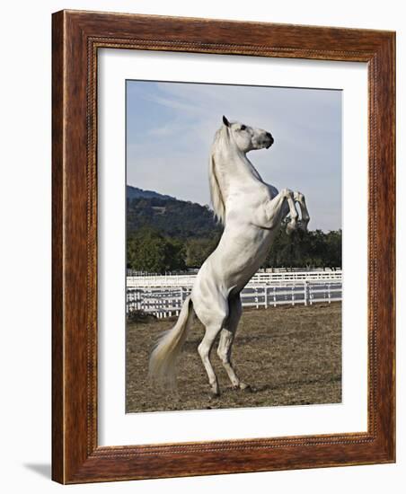 Grey Andalusian Stallion Rearing, Ojai, California, USA-Carol Walker-Framed Photographic Print