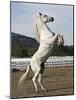 Grey Andalusian Stallion Rearing, Ojai, California, USA-Carol Walker-Mounted Photographic Print