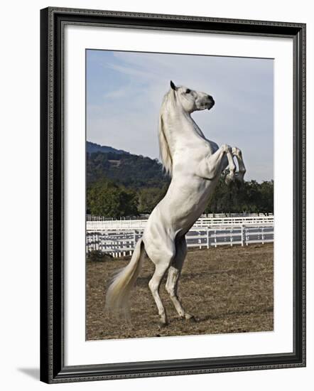 Grey Andalusian Stallion Rearing, Ojai, California, USA-Carol Walker-Framed Photographic Print