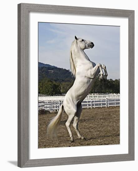 Grey Andalusian Stallion Rearing, Ojai, California, USA-Carol Walker-Framed Photographic Print