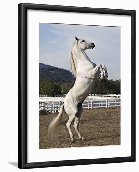 Grey Andalusian Stallion Rearing, Ojai, California, USA-Carol Walker-Framed Photographic Print