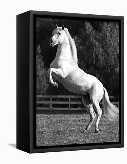 Grey Andalusian Stallion Rearing on Hind Legs, Ojai, California, USA-Carol Walker-Framed Premier Image Canvas