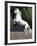 Grey Andalusian Stallion Rearing on Hind Legs, Ojai, California, USA-Carol Walker-Framed Photographic Print