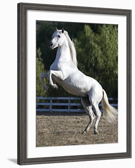 Grey Andalusian Stallion Rearing on Hind Legs, Ojai, California, USA-Carol Walker-Framed Photographic Print