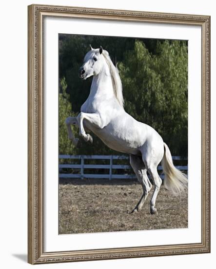 Grey Andalusian Stallion Rearing on Hind Legs, Ojai, California, USA-Carol Walker-Framed Photographic Print