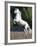 Grey Andalusian Stallion Rearing on Hind Legs, Ojai, California, USA-Carol Walker-Framed Photographic Print