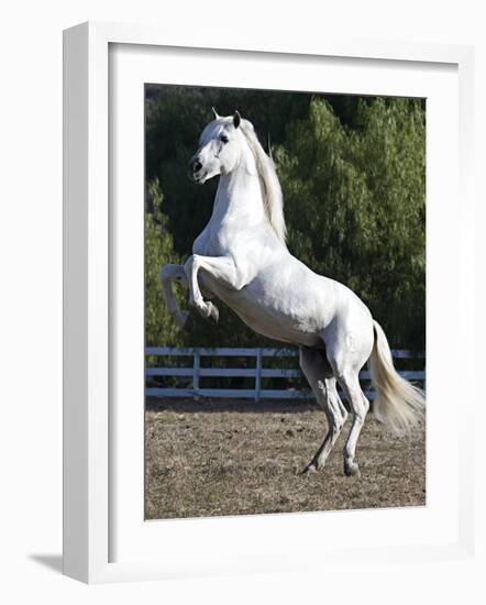 Grey Andalusian Stallion Rearing on Hind Legs, Ojai, California, USA-Carol Walker-Framed Photographic Print