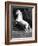 Grey Andalusian Stallion Rearing on Hind Legs, Ojai, California, USA-Carol Walker-Framed Photographic Print