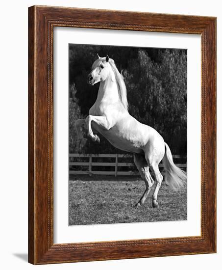 Grey Andalusian Stallion Rearing on Hind Legs, Ojai, California, USA-Carol Walker-Framed Photographic Print