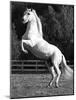 Grey Andalusian Stallion Rearing on Hind Legs, Ojai, California, USA-Carol Walker-Mounted Photographic Print