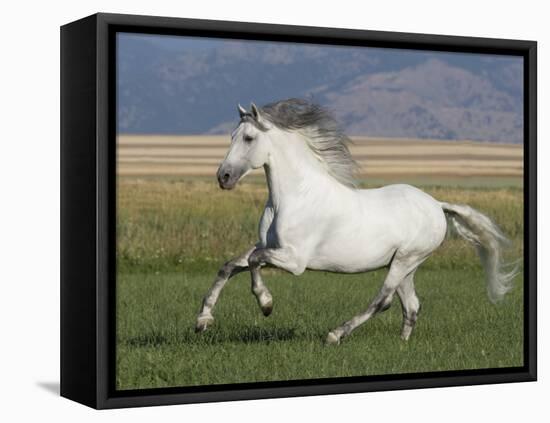 Grey Andalusian Stallion Running in Field, Longmont, Colorado, USA-Carol Walker-Framed Premier Image Canvas