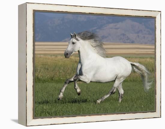 Grey Andalusian Stallion Running in Field, Longmont, Colorado, USA-Carol Walker-Framed Premier Image Canvas