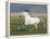 Grey Andalusian Stallion Running in Field, Longmont, Colorado, USA-Carol Walker-Framed Premier Image Canvas