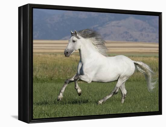 Grey Andalusian Stallion Running in Field, Longmont, Colorado, USA-Carol Walker-Framed Premier Image Canvas