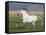 Grey Andalusian Stallion Running in Field, Longmont, Colorado, USA-Carol Walker-Framed Premier Image Canvas