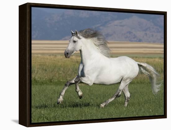 Grey Andalusian Stallion Running in Field, Longmont, Colorado, USA-Carol Walker-Framed Premier Image Canvas