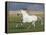 Grey Andalusian Stallion Running in Field, Longmont, Colorado, USA-Carol Walker-Framed Premier Image Canvas