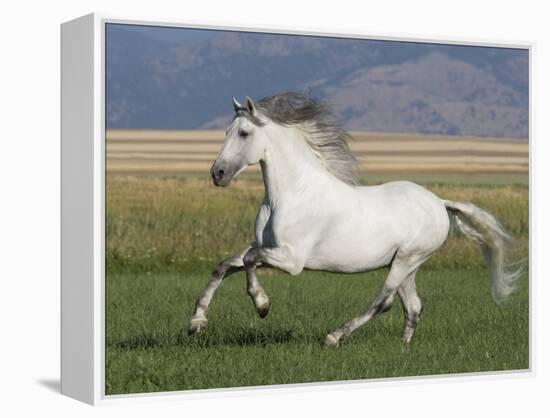 Grey Andalusian Stallion Running in Field, Longmont, Colorado, USA-Carol Walker-Framed Premier Image Canvas