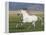 Grey Andalusian Stallion Running in Field, Longmont, Colorado, USA-Carol Walker-Framed Premier Image Canvas