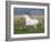 Grey Andalusian Stallion Running in Field, Longmont, Colorado, USA-Carol Walker-Framed Photographic Print