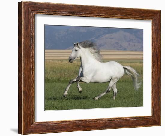 Grey Andalusian Stallion Running in Field, Longmont, Colorado, USA-Carol Walker-Framed Photographic Print