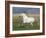 Grey Andalusian Stallion Running in Field, Longmont, Colorado, USA-Carol Walker-Framed Photographic Print