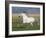Grey Andalusian Stallion Running in Field, Longmont, Colorado, USA-Carol Walker-Framed Photographic Print