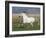 Grey Andalusian Stallion Running in Field, Longmont, Colorado, USA-Carol Walker-Framed Photographic Print