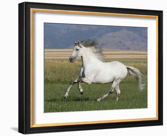 Grey Andalusian Stallion Running in Field, Longmont, Colorado, USA-Carol Walker-Framed Photographic Print