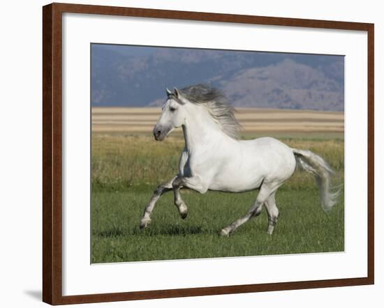 Grey Andalusian Stallion Running in Field, Longmont, Colorado, USA-Carol Walker-Framed Photographic Print