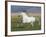 Grey Andalusian Stallion Running in Field, Longmont, Colorado, USA-Carol Walker-Framed Photographic Print