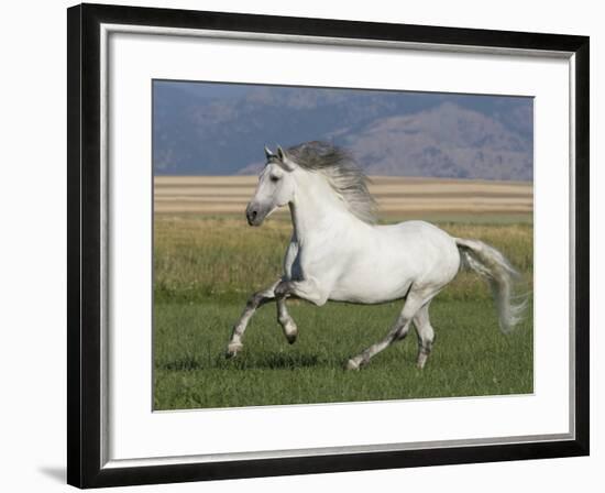 Grey Andalusian Stallion Running in Field, Longmont, Colorado, USA-Carol Walker-Framed Photographic Print