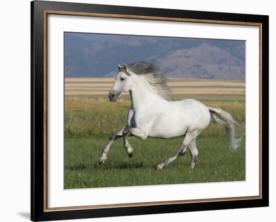 Grey Andalusian Stallion Running in Field, Longmont, Colorado, USA-Carol Walker-Framed Photographic Print