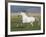 Grey Andalusian Stallion Running in Field, Longmont, Colorado, USA-Carol Walker-Framed Photographic Print