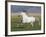 Grey Andalusian Stallion Running in Field, Longmont, Colorado, USA-Carol Walker-Framed Photographic Print