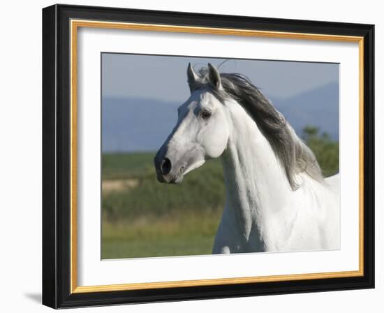 Grey Andalusian Stallion Running in Field, Longmont, Colorado, USA-Carol Walker-Framed Photographic Print