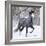 Grey Andalusian Stallion Running in Snow, Berthoud, Colorado, USA-Carol Walker-Framed Photographic Print