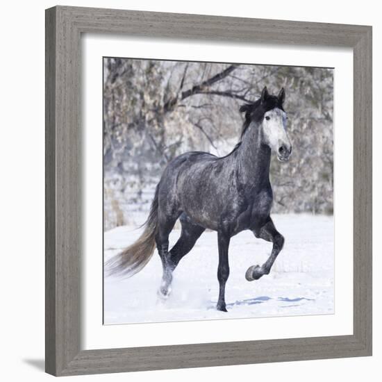 Grey Andalusian Stallion Running in Snow, Berthoud, Colorado, USA-Carol Walker-Framed Photographic Print