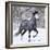 Grey Andalusian Stallion Running in Snow, Berthoud, Colorado, USA-Carol Walker-Framed Photographic Print