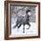 Grey Andalusian Stallion Running in Snow, Berthoud, Colorado, USA-Carol Walker-Framed Photographic Print