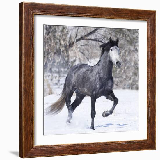 Grey Andalusian Stallion Running in Snow, Berthoud, Colorado, USA-Carol Walker-Framed Photographic Print