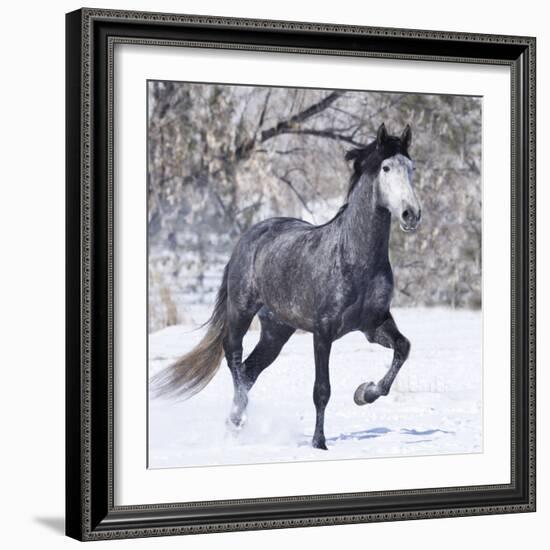 Grey Andalusian Stallion Running in Snow, Berthoud, Colorado, USA-Carol Walker-Framed Photographic Print