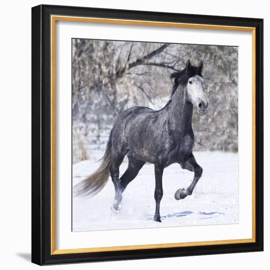 Grey Andalusian Stallion Running in Snow, Berthoud, Colorado, USA-Carol Walker-Framed Photographic Print