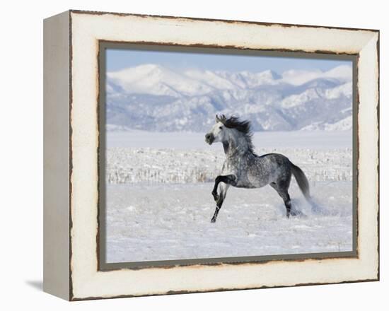 Grey Andalusian Stallion Trotting in Snow, Longmont, Colorado, USA-Carol Walker-Framed Premier Image Canvas