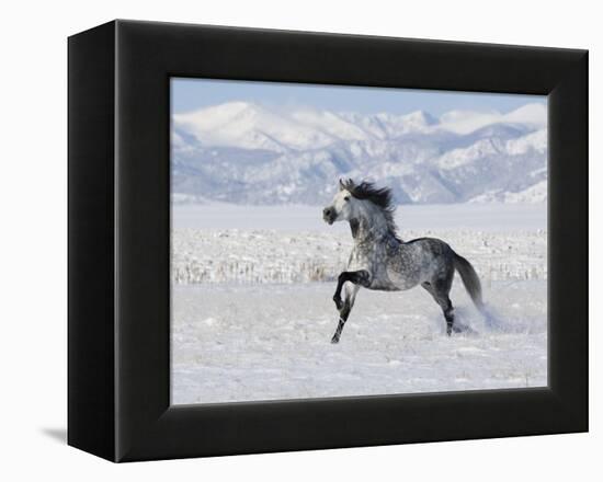 Grey Andalusian Stallion Trotting in Snow, Longmont, Colorado, USA-Carol Walker-Framed Premier Image Canvas