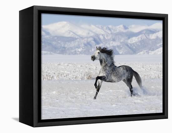 Grey Andalusian Stallion Trotting in Snow, Longmont, Colorado, USA-Carol Walker-Framed Premier Image Canvas